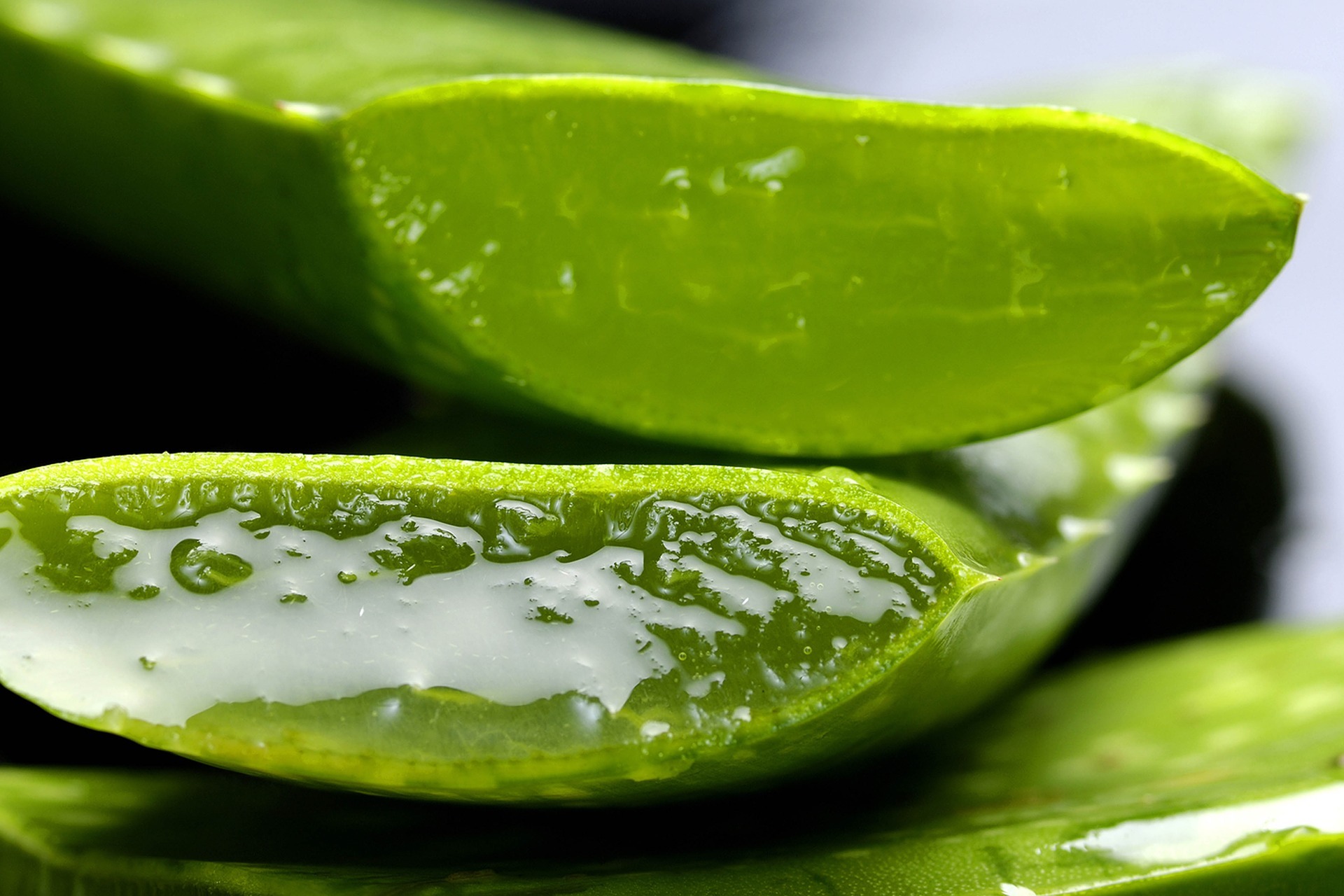 Aloe Vera, die Heilpflanze auf blogtante.de