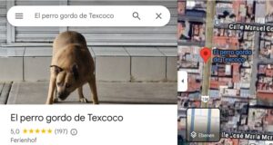 El Perro Gordo de Texcoco: Der dicke Straßenhund, der zur Touristen-Ikone wurde auf blogtante.de