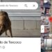 El Perro Gordo de Texcoco: Der dicke Straßenhund, der zur Touristen-Ikone wurde auf blogtante.de